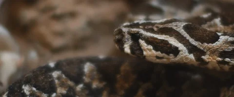 Viper snake taking out its tongue, preparing to attack a mouse. Video stock 129104170