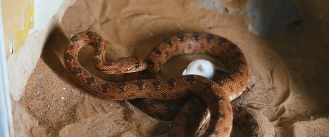 Viper snake trying to attack a small curious white mouse. Video stock 129102591