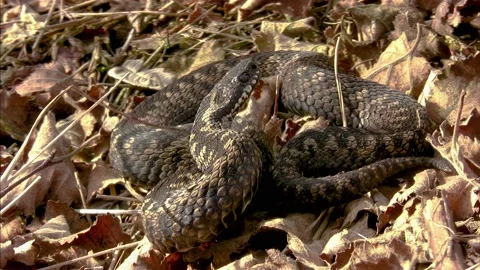 Viper spring sun Stock Footage 225480319