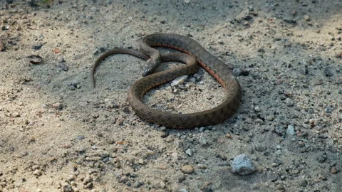 The Viper took up a protective stance. 库存影片 95751425