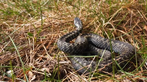 Viper (Vipera berus) - in the grass Stock Footage 153370349
