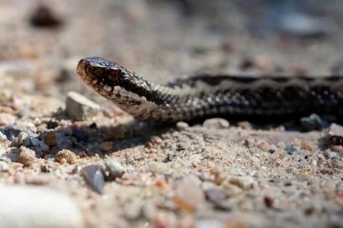 Viper - Vipera berus 库存照片