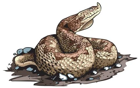 Vipera ammodytes Stock Illustration