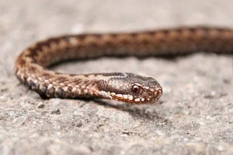 Vipera berus Stock Photos
