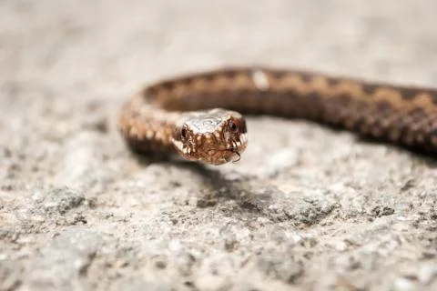Vipera berus Foto stock