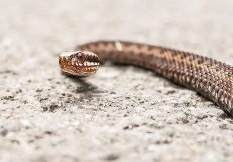 Vipera berus Stock Photos