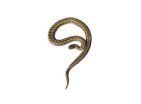 Vipera ursinii  is ready to attack Stock Photos
