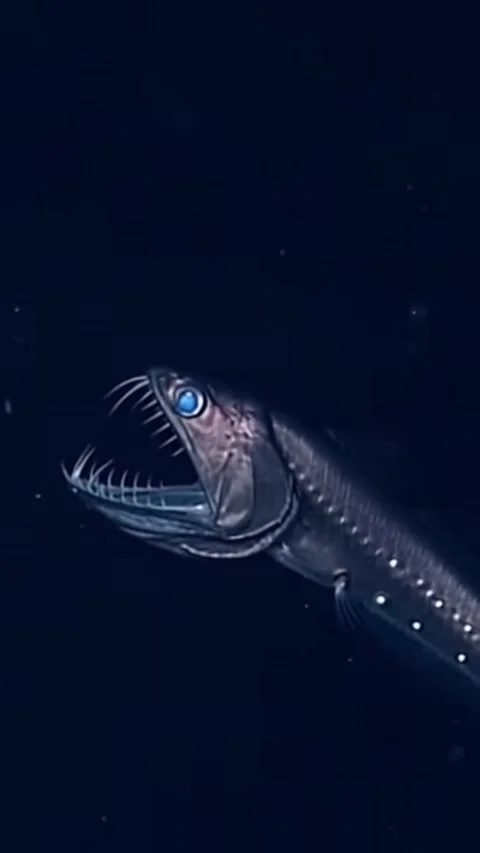 Viperfish in the deep sea Stock Footage 323639509