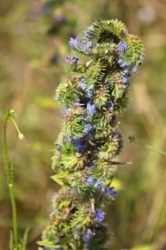 Viper's bugloss in bloom close-p view with selective focus on foreground Stock Photos