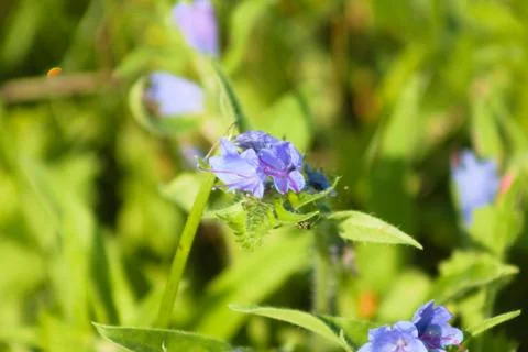 Viper's bugloss in bloom closeup view with green background Stock Photos