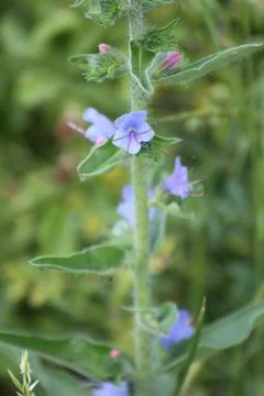 Viper's bugloss in bloom closeup view with selective green background Stock Photos