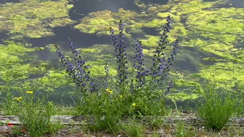 Viper's bugloss (Echium vulgare) in bloom 動画素材 336609568