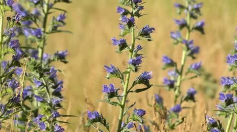 Viper's bugloss (Echium vulgare) Stock Footage 18080875