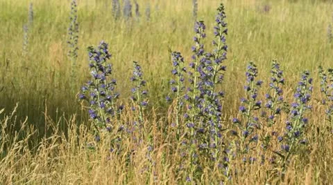 Viper's bugloss (Echium vulgare) Stock Footage 18080919