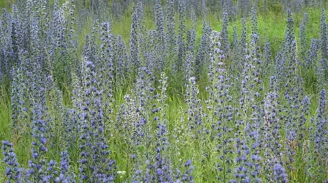 Viper's bugloss (Echium vulgare) Stock Footage 18080960