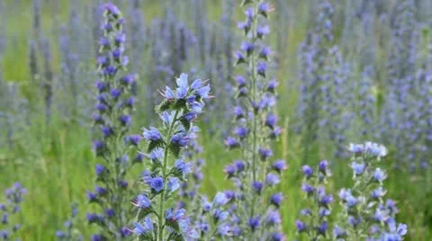 Viper's bugloss (Echium vulgare) Stock Footage 18081006