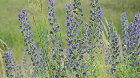 Viper's bugloss (Echium vulgare) Stock Footage 18081528