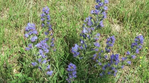Viper's bugloss (Echium vulgare) herbal flower on a meadow Vídeos de archivo 84144331