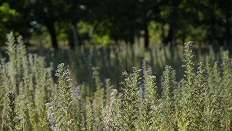Viper's Bugloss (Echium vulgare) sway in field of Amsterdamse Waterleidingduinen Stock Footage 340560514