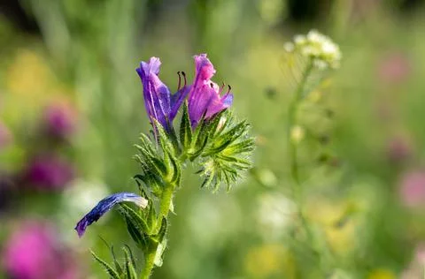 Viper's Bugloss flower. Фото