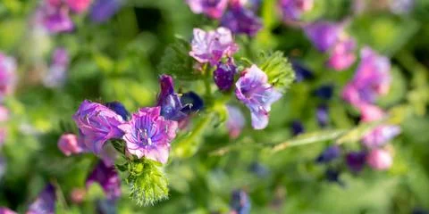 Viper's Bugloss flowers. Fotos Stock