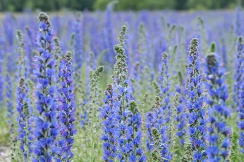 Vipers Bugloss or Blueweed (Echium vulgare) blossom field.  Blue blooming flo Stock Photos