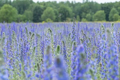 Vipers Bugloss or Blueweed (Echium vulgare) blossom field.  Blue blooming flo Stock Photos