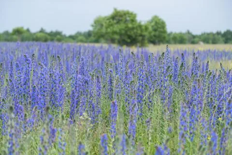 Vipers Bugloss or Blueweed (Echium vulgare) blossom field.  Blue blooming flo Stock Photos