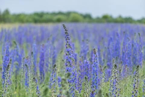 Vipers Bugloss or Blueweed (Echium vulgare) blossom field.  Blue blooming flo 스톡 사진