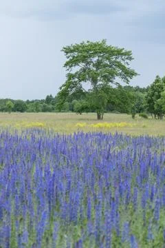 Vipers Bugloss or Blueweed (Echium vulgare) blossom field.  Blue blooming flo Stock Photos