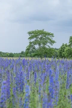 Vipers Bugloss or Blueweed (Echium vulgare) blossom field.  Blue blooming flo Stock Photos