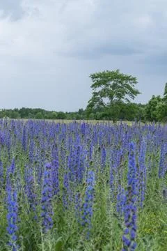 Vipers Bugloss or Blueweed (Echium vulgare) blossom field.  Blue blooming flo Foto stock