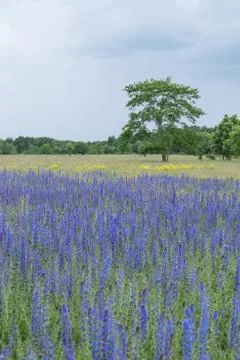 Vipers Bugloss or Blueweed (Echium vulgare) blossom field.  Blue blooming flo Stock Photos