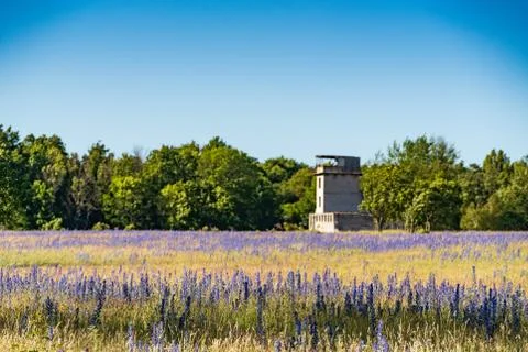 Vipers Bugloss or Blueweed (Echium vulgare) blossom field.  Blue blooming flo Stock Photos