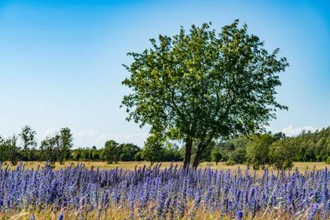 Vipers Bugloss or Blueweed (Echium vulgare) blossom field.  Blue blooming flo Stock Photos