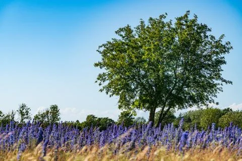 Vipers Bugloss or Blueweed (Echium vulgare) blossom field.  Blue blooming flo Stock Photos