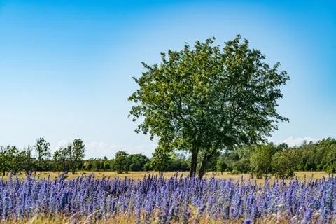 Vipers Bugloss or Blueweed (Echium vulgare) blossom field.  Blue blooming flo Stock Photos