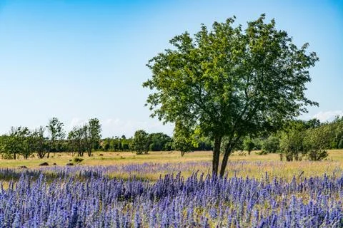 Vipers Bugloss or Blueweed (Echium vulgare) blossom field.  Blue blooming flo Stock Photos
