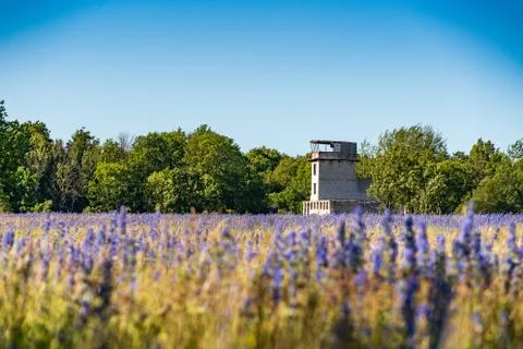 Vipers Bugloss or Blueweed (Echium vulgare) blossom field.  Blue blooming flo Stock Photos
