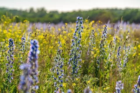 Vipers Bugloss or Blueweed (Echium vulgare) blossom field.  Blue blooming flo Stock Photos