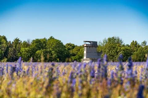 Vipers Bugloss or Blueweed (Echium vulgare) blossom field.  Blue blooming flo Stock Photos