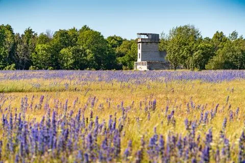 Vipers Bugloss or Blueweed (Echium vulgare) blossom field.  Blue blooming flo Stock Photos