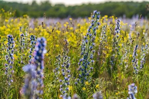Vipers Bugloss or Blueweed (Echium vulgare) blossom field.  Blue blooming flo Stock Photos