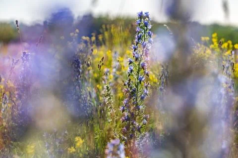 Vipers Bugloss or Blueweed (Echium vulgare) blossom field.  Blue blooming flo Stock Photos