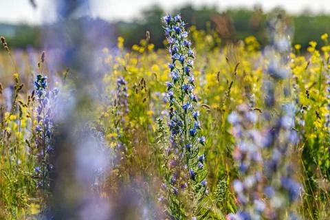 Vipers Bugloss or Blueweed (Echium vulgare) blossom field.  Blue blooming flo Stock Photos