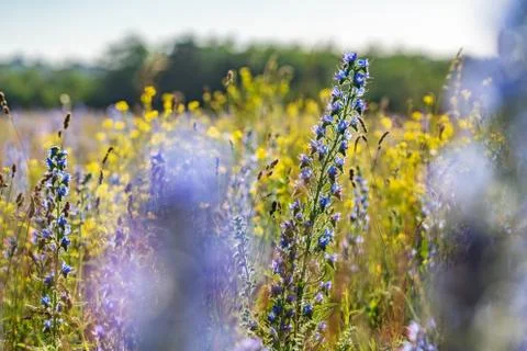 Vipers Bugloss or Blueweed (Echium vulgare) blossom field.  Blue blooming flo Stock Photos