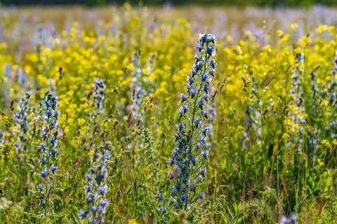 Vipers Bugloss or Blueweed (Echium vulgare) blossom field.  Blue blooming flo Stock Photos