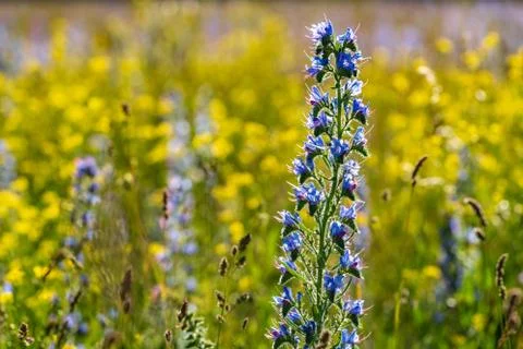 Vipers Bugloss or Blueweed (Echium vulgare) blossom field.  Blue blooming flo Stock Photos