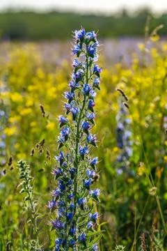Vipers Bugloss or Blueweed (Echium vulgare) blossom field.  Blue blooming flo Stock Photos