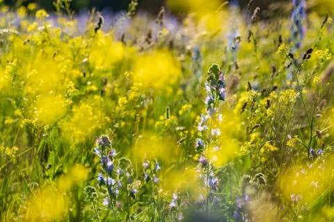 Vipers Bugloss or Blueweed (Echium vulgare) blossom field.  Blue blooming flo Stock Photos